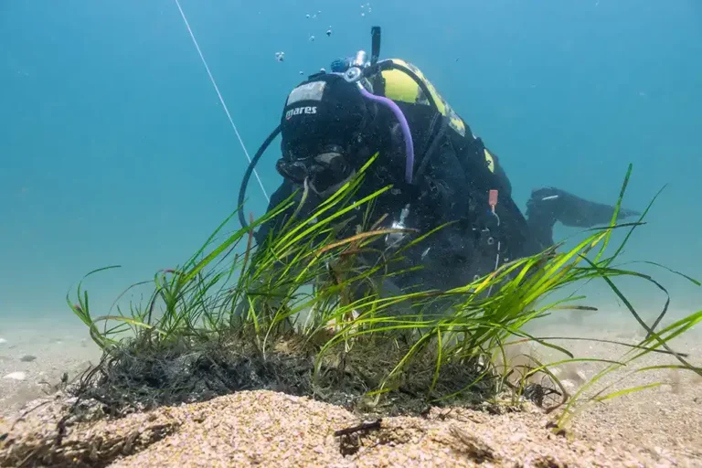a scuba diver planting sea grasss on the falmouth sea floor