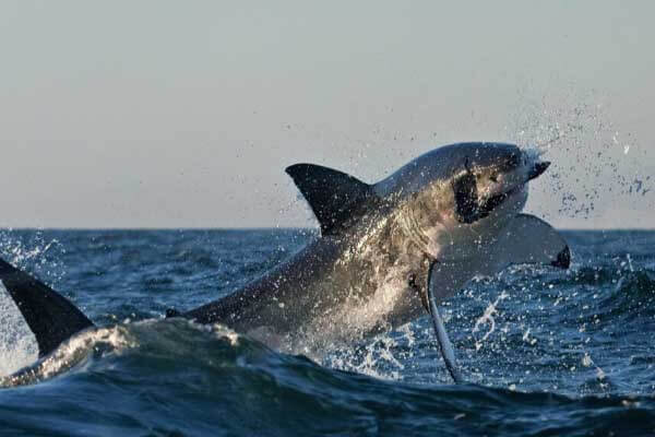 What’s happened to False Bay’s great white sharks?