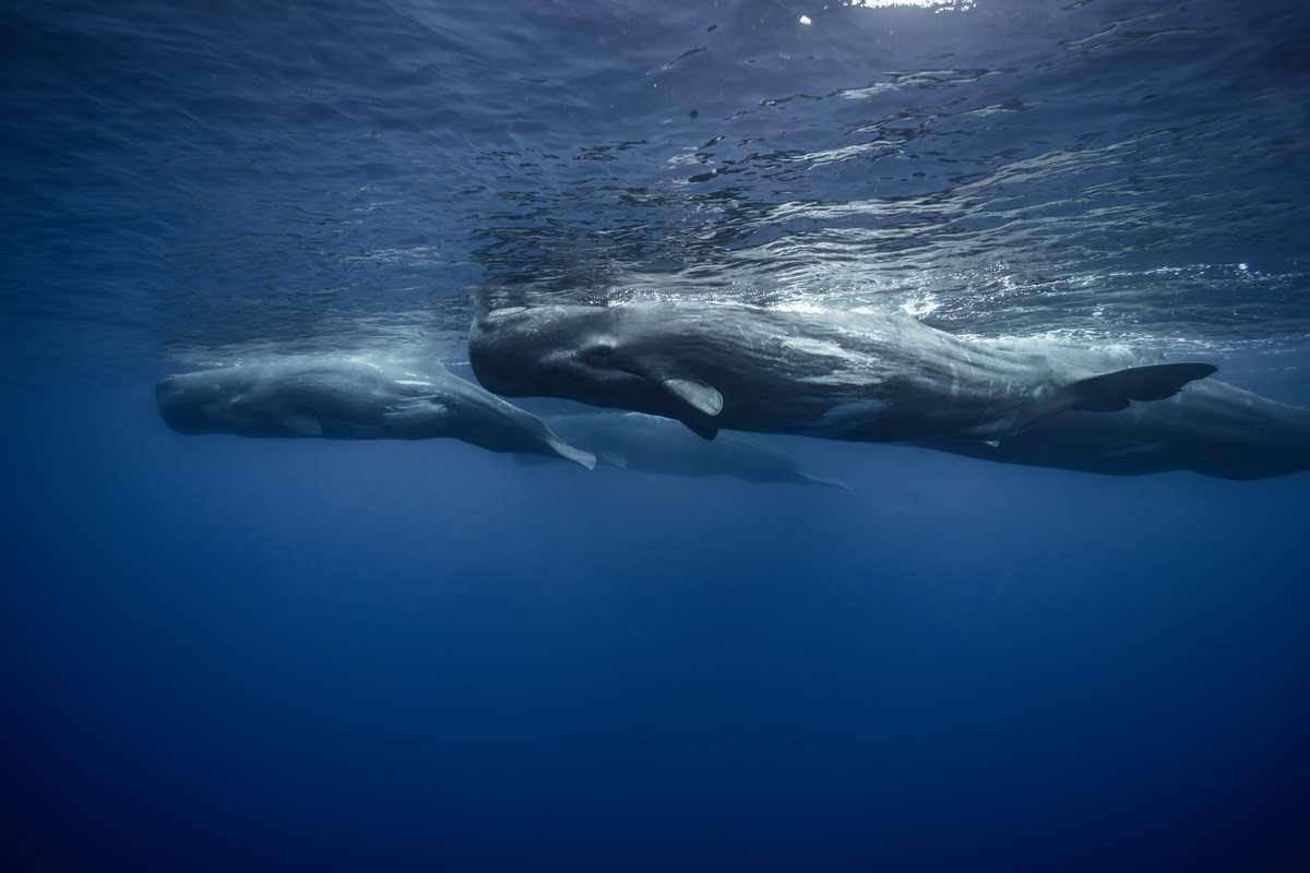 family of sperm whales in Canary Islands
