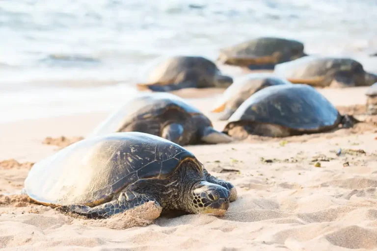 female green sea turtles coming out of the water on a beach in Hawaii