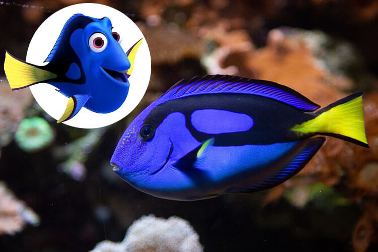 Finding nemo's Dory - a blue tang 