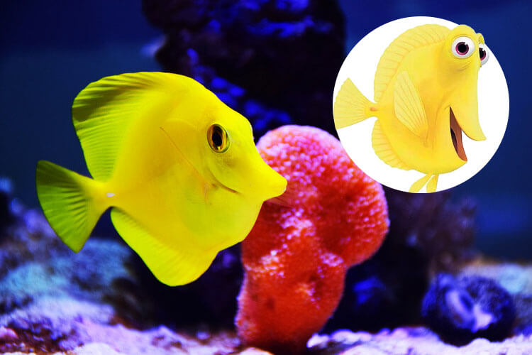 Nemo's friend Bubbles - a yellow tang