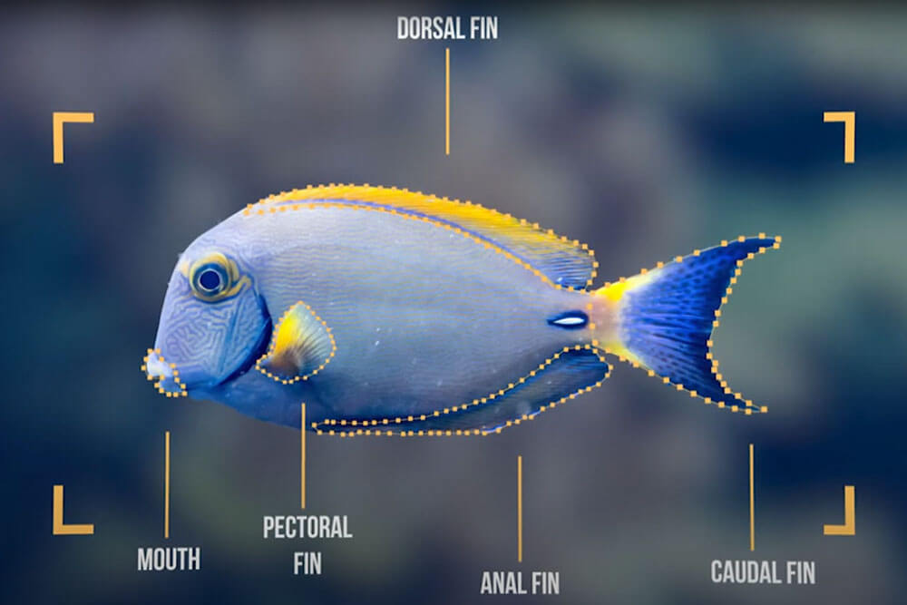 fishial.ai fish id screenshot