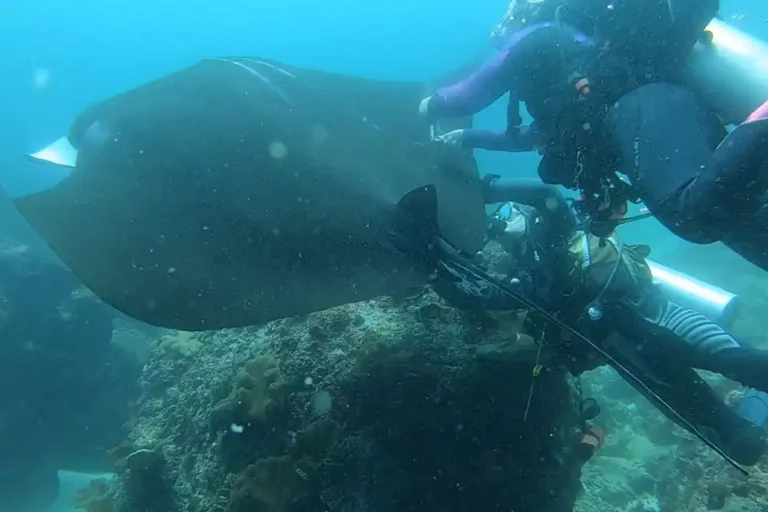 Heroic Nusa Penida manta rescue