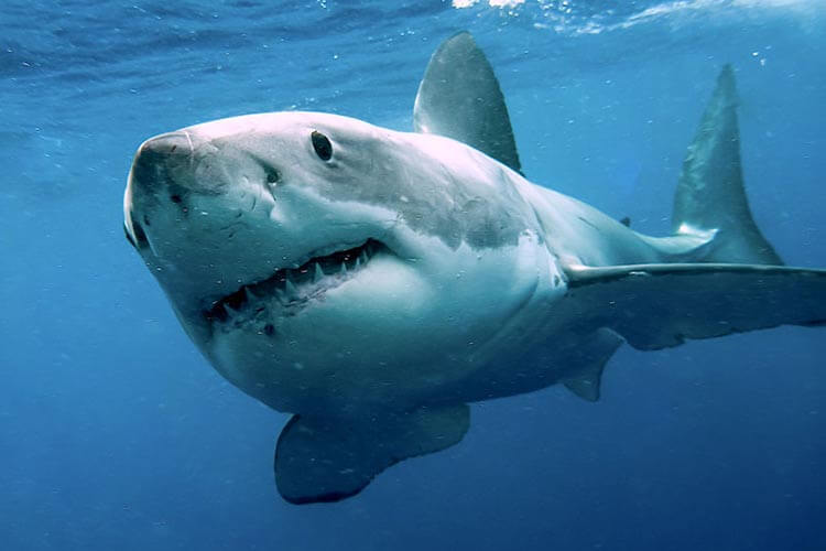 a great white shark close up