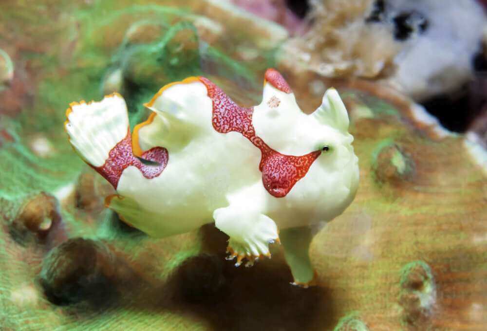 frogfish-dauin-philippines