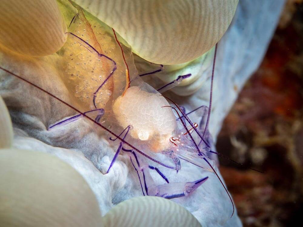 bubble coral shrimp
