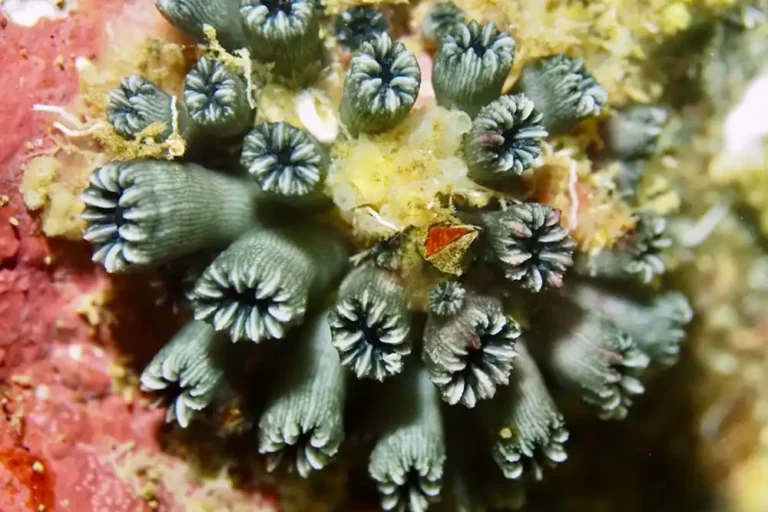 Coral ‘presumed exctinct’ rediscovered in Galápagos