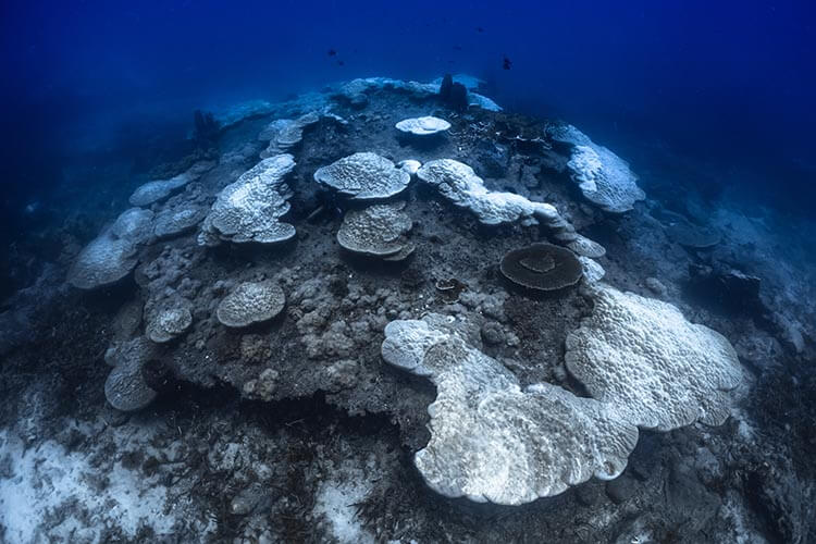 Fifth Great Barrier Reef mass bleaching since 2016