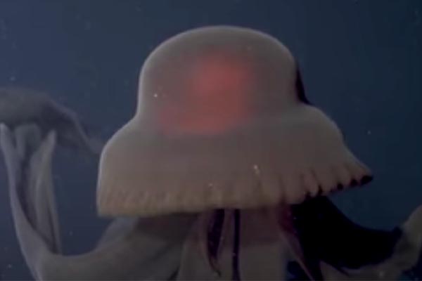 Rare giant phantom jellyfish filmed in the Midnight Zone
