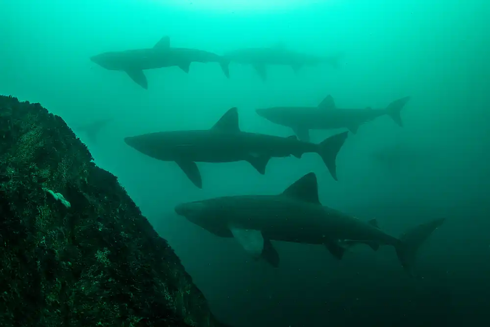 Basking sharks swimming together beside a rocky sea bed off County Clare