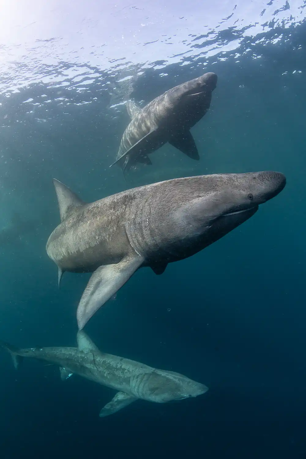 Basking sharks swimming together in Irish waters