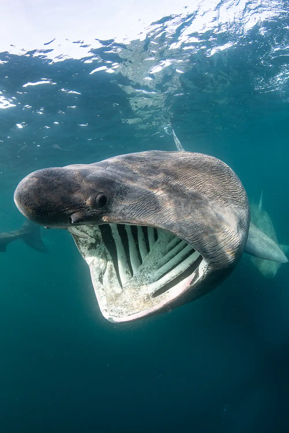 Basking shark with its mouth open beneath the surface off County Clare