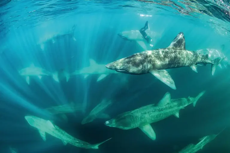 Basking sharks gathering near the surface off County Clare, Ireland