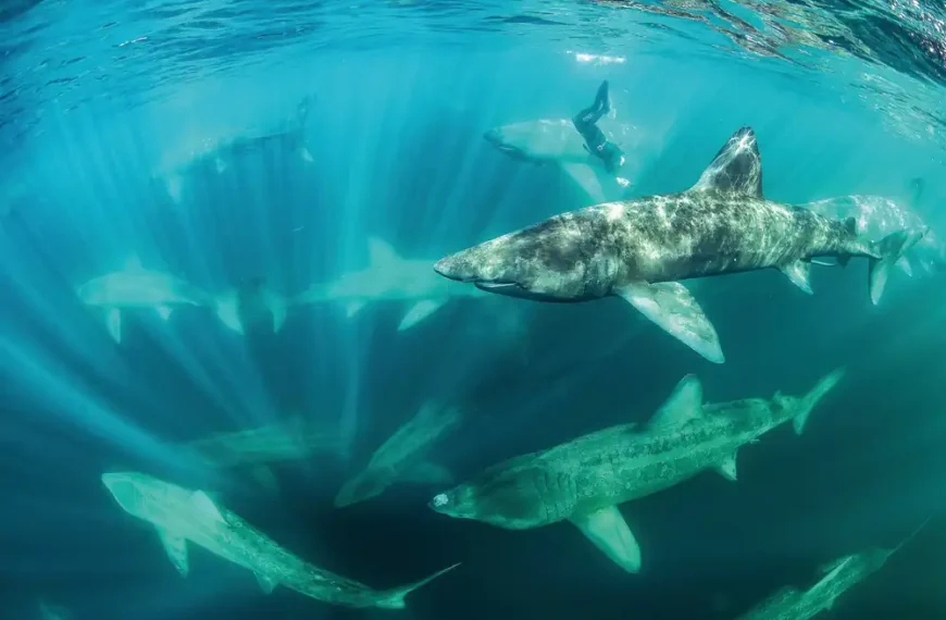 Basking sharks gathering near the surface off County Clare, Ireland