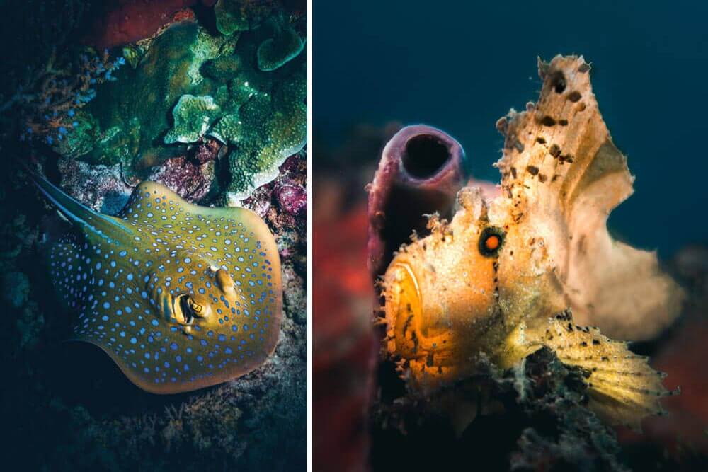 blue spotted ray and leaf scorpionfish in gili trawangan