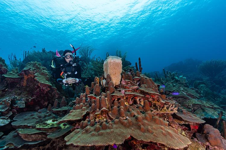 diving with large sponges found among the extensive coral formations at Watamula, Curacao 