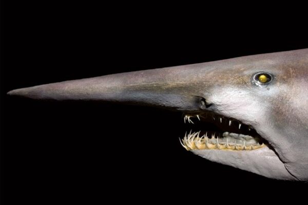 Marine Curios #5 – Mitsukurina owstoni, or goblin shark - DIVE Magazine