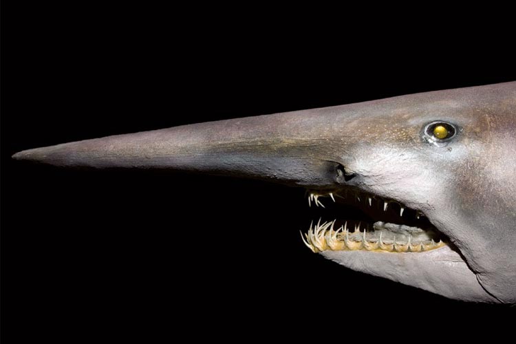 Marine Curios #5 – Mitsukurina owstoni, or goblin shark