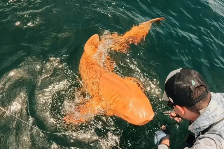 a nurse shark with golden skin caught by fishermen
