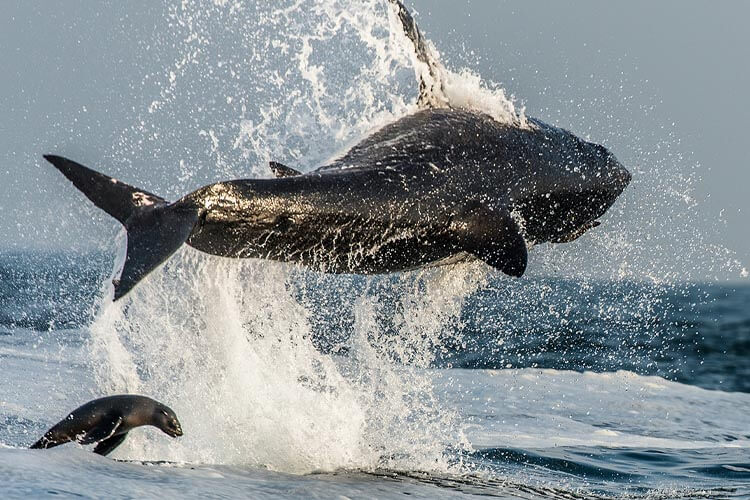a great white breaching while hunting
