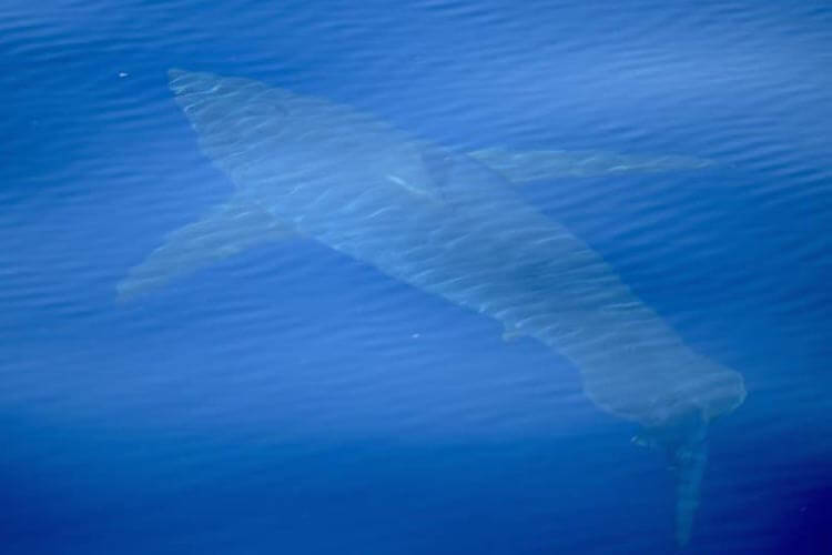 a great white shark swimming at the surface near mallorca
