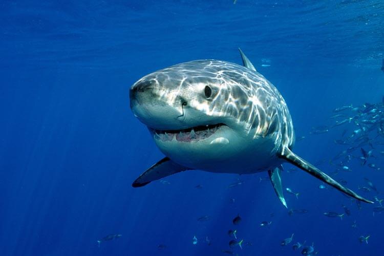 great white shark in the water