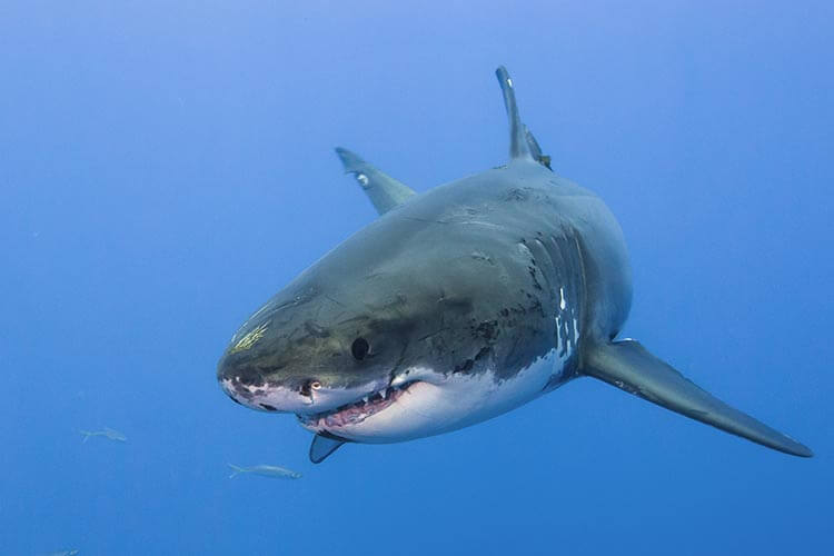 great white shark