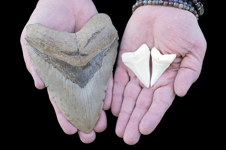megalodon tooth vs teeth from a great white shark