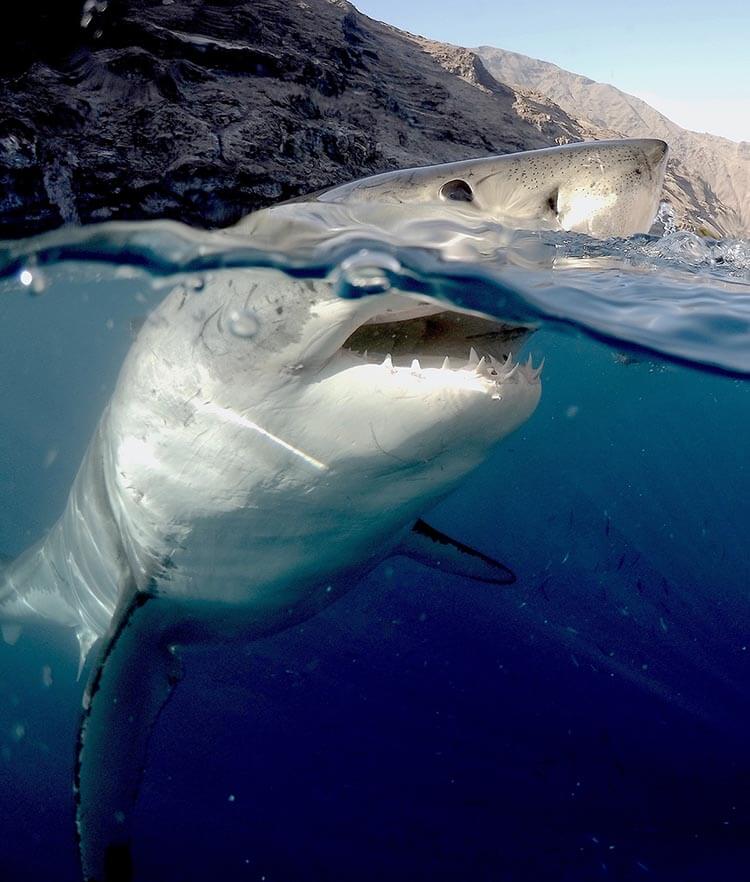 great white wonder by andy casagrande