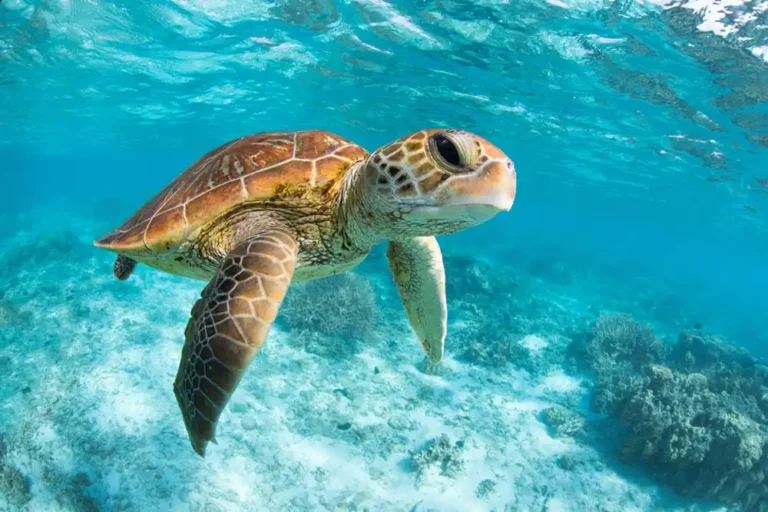 IUCN turtle assessment is positive but more work is needed