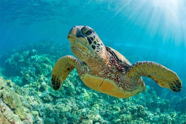 Green turtle population recovery in Seychelles