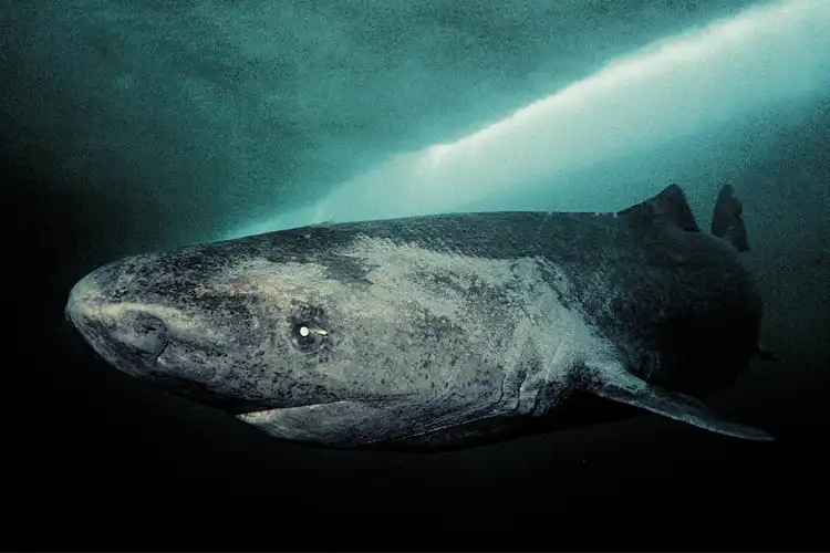 The Greenland shark is the oldest vertebrate on the planet