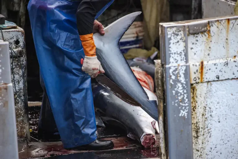 Greenpeace longline report highlights shark bycatch and severe fishery depletion