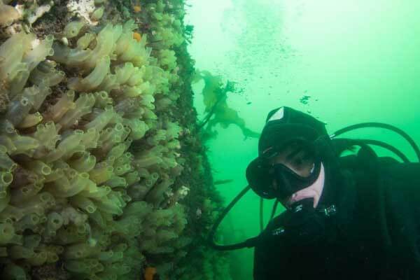 I dived the Gulf of Maine and saw one fish