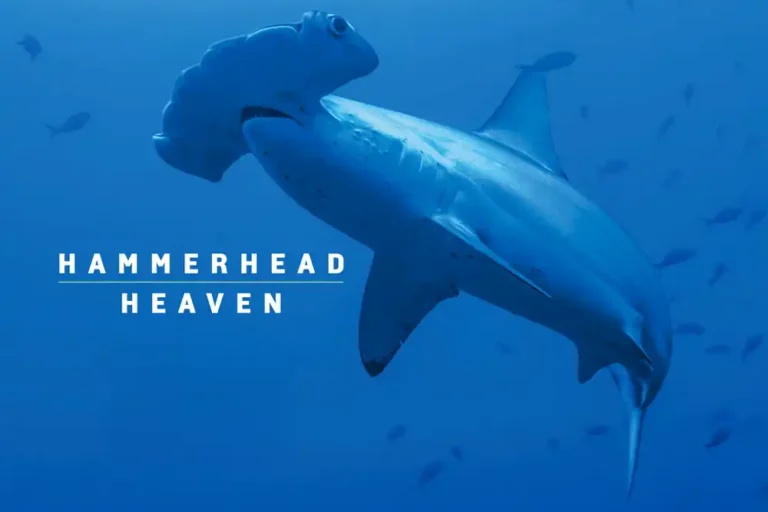 close up picture of a hammerhead shark