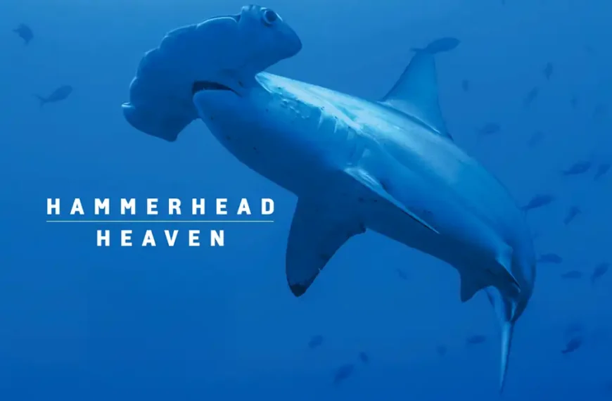 close up picture of a hammerhead shark