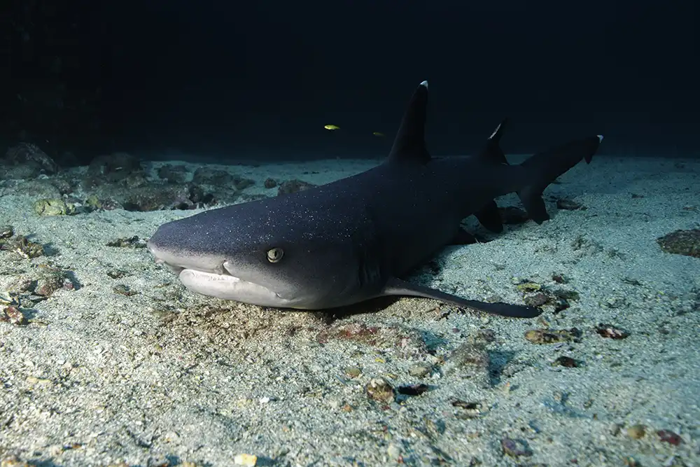 a whitetip reef shark resting on the bottom