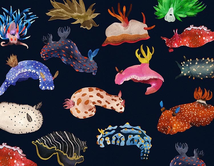 illustration of a colourfull array of nudibranchs