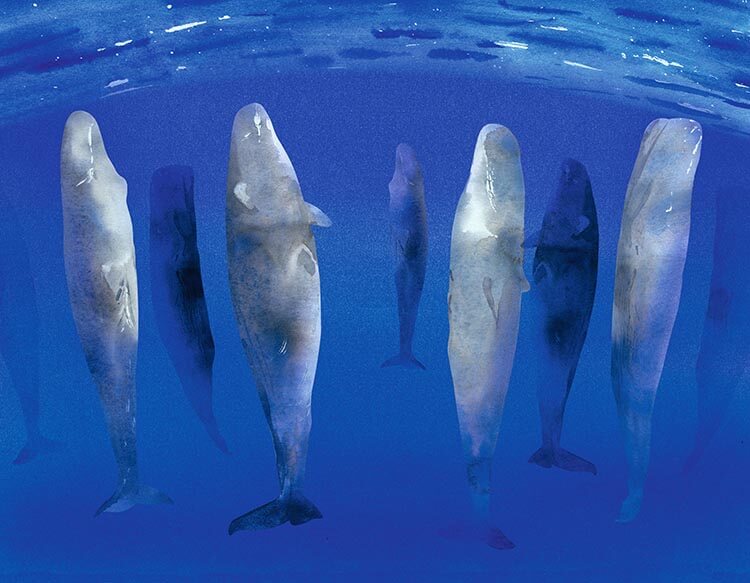 illustration of sperm whales sleeping vertically in the ocean