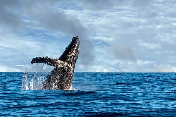 Scuba Diving Mexico | The Central Pacific