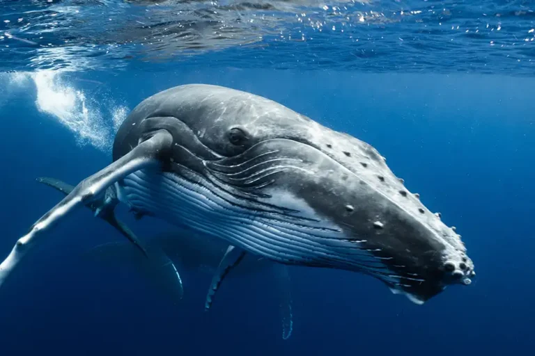 close up of a juvenile humback whale near the surface of the ocean