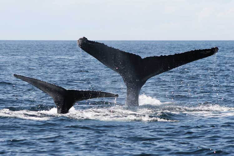 humpback whale tails