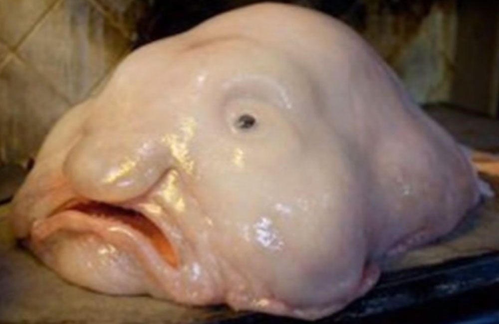 the blob sculpins is more of an ugly fish than a scary fish