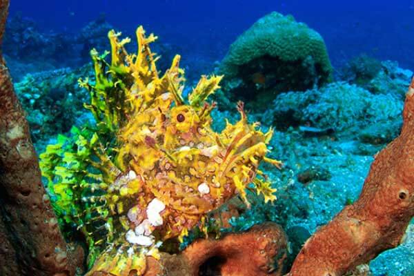 Ten best places to dive in Indonesia