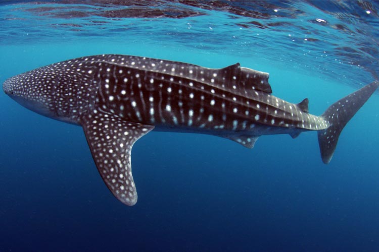 whale shark with missing dorsal fin