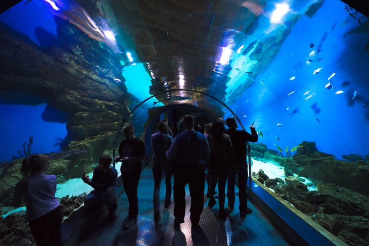 People walk along the tunnel in the oceanarium inside Oceanography and Marine Biology Center at Moskvarium.