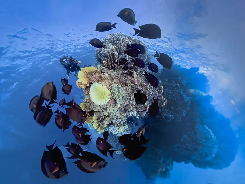 A 360 degree picture of a coral reef surrounded by fish