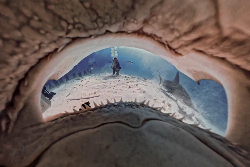 Insta360 marks Shark Awareness Day with global shark protection campaign