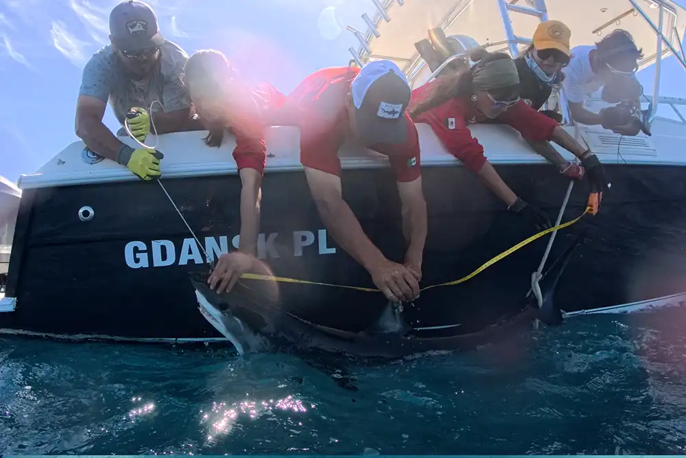 a team of conservationists taging a shark 